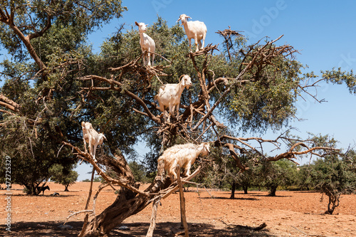 Foto Goats standing in a tree in Morocco.