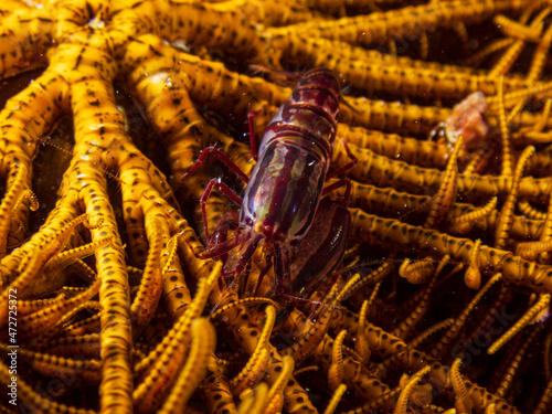 Stimpson's Snapping Shrimp or crinoid snapping shrimp (synalpheus stimpsoni) near Anilao, Batangas, Philippines.  Underwater photography and travel.