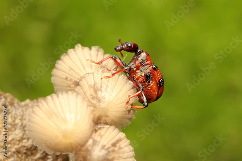 A giraffe weevil is looking for food on a fungus growing on rotting wood. This insect has the scientific name Apoderus tranquebaricus.  photo