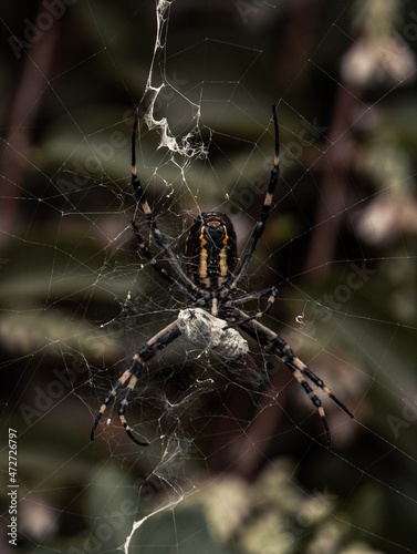 The wasp spider and its prey