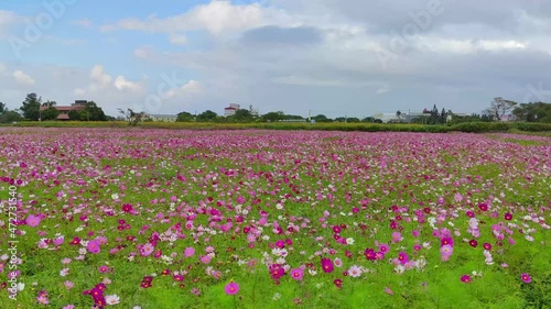 Romantic Purple Immortal Grass Flower Sea, Yangmei District, Taoyuan City, Taiwan