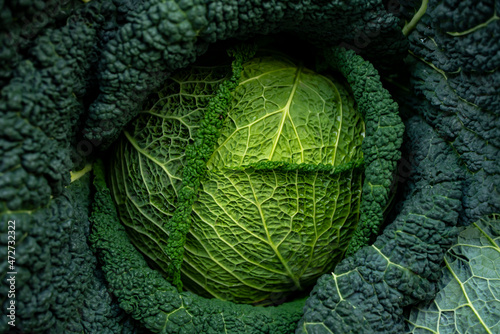 Kapusta, Włoska Kapusta, włoskie kapusty, italian cabbage