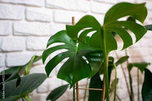 monstera deliciosa, Monstera, liście, roślina, Roślina Monstera doniczkowa