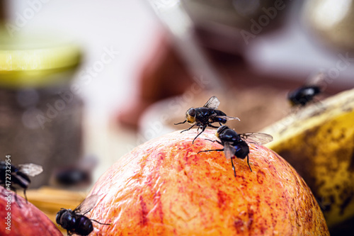 Konstfotografi flies in the kitchen on spoiling fruit, poor hygiene indoors