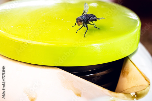 Tableau sur toile fly over coffee bottle insect over body. indoor insect problem