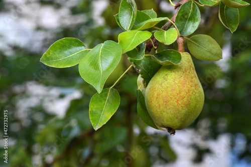 Pear Fruit in Tree 05