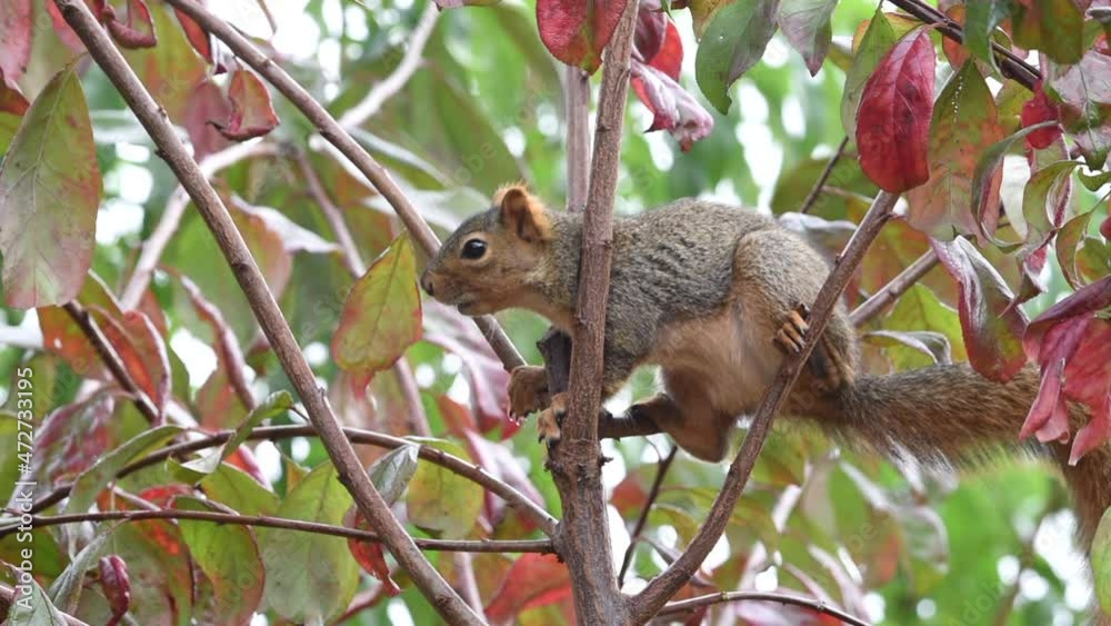 HD video of a common ground squirrel in young plum tree biting the bark and listening for danger on a mildly windy autumn day.
HD video of a common ground squirrel in young plum tree biting the bark and listening for danger on a mildly windy autumn day.
