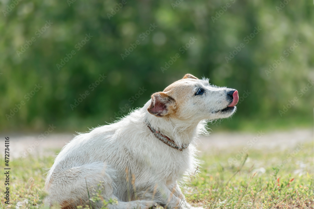 long-haired dog jack Russell terrier licks his lips in nature