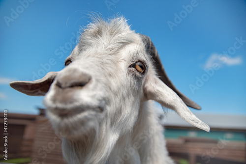 The eyes of a bearded goat on a farm