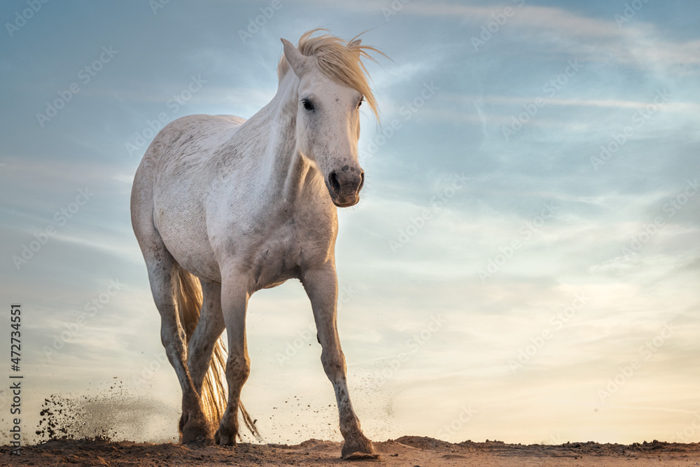 White horses in Camargue - obrazy, fototapety, plakaty 