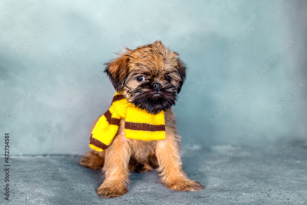 Brussels griffon puppy in a scarf on a gray background. Cold or warm. High quality photo Brussels griffon puppy in a scarf on a gray background. Cold or warm. High quality photo