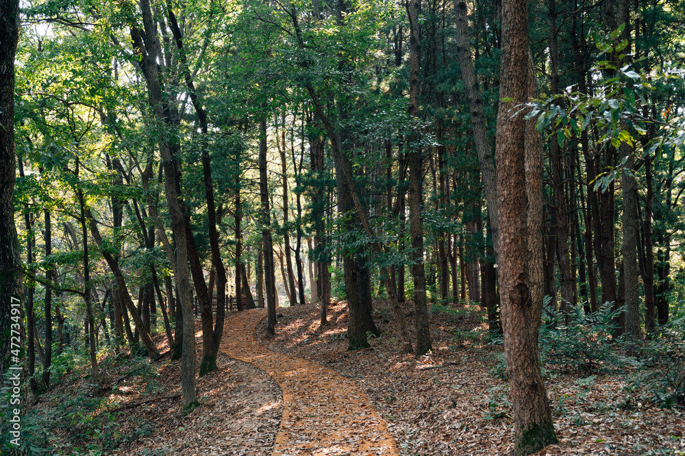 Obraz premium Jeongjisan mountain forest trail in Gongju, Korea