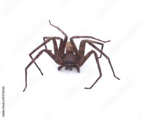 Australian Huntsman Spider on a white background