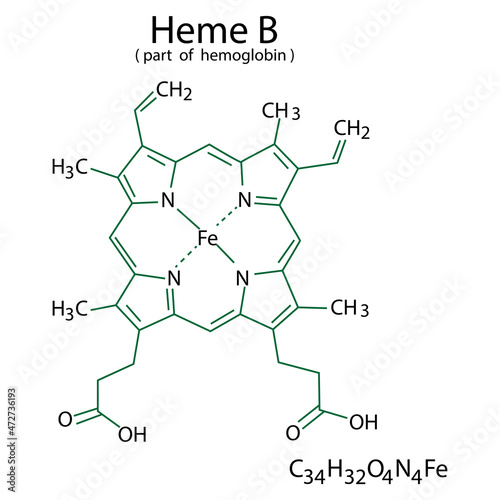 Hemoglobin B chemical formula. Cell of blood. Molecular structure. Organic compound. Vector illustration. Stock image. photo