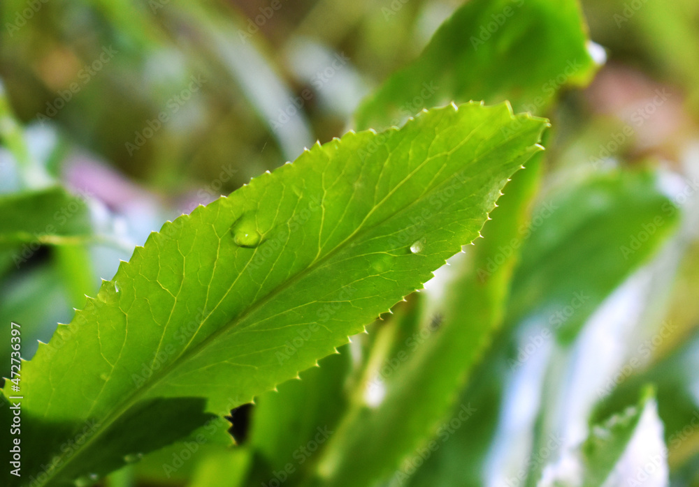 leaf with water drops leaf with water drops