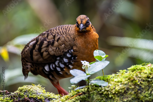 Wallpaper Mural Nature wildlife image of bird red-breasted partridge also known as the Bornean hill-partridge It is endemic to hill and montane forest in Borneo Torontodigital.ca