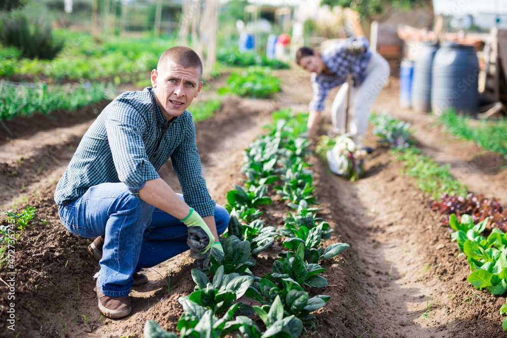 European man in garden caring for beds with spinach