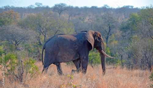 African Elephant Bull in Kruger National Park in South Africa RSA