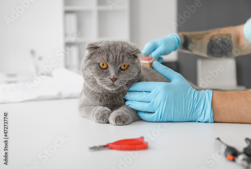 Veterinarian brushing Scottish fold cat in clinic