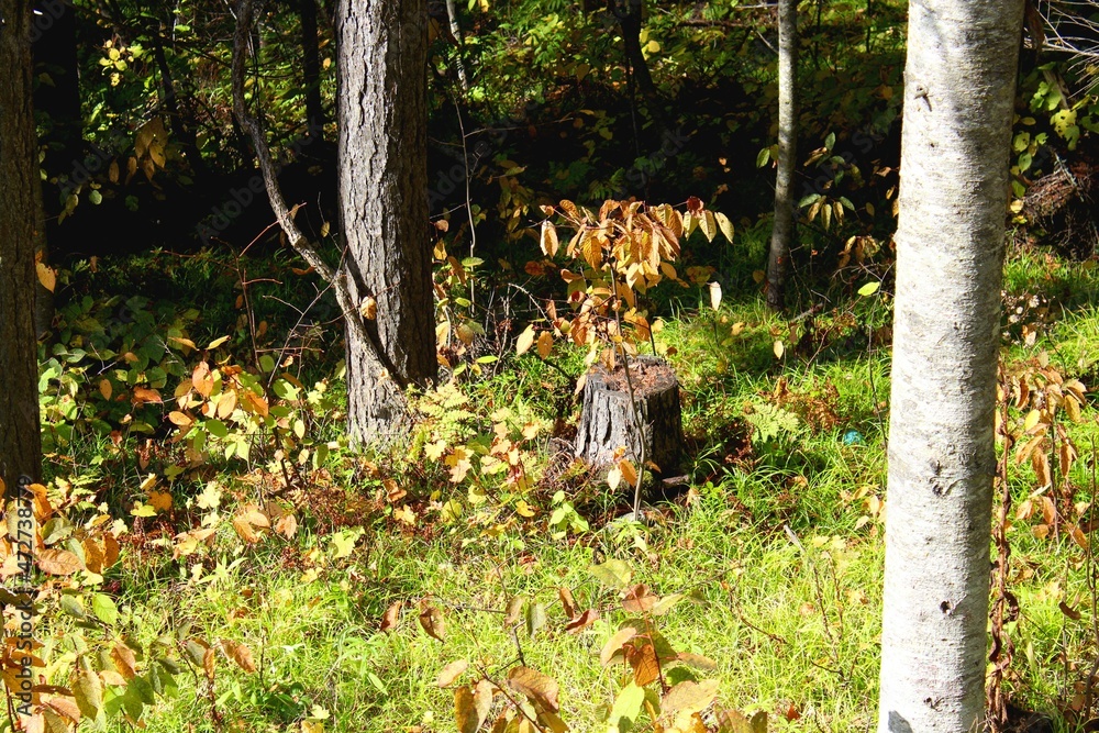 Fototapeta premium incredible autumn forest