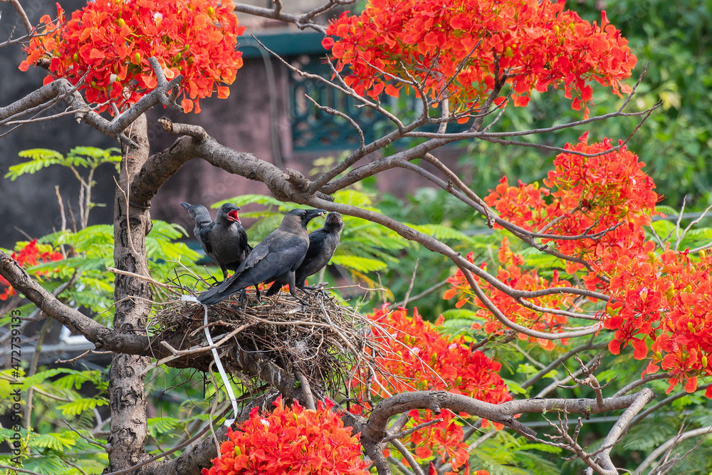Fototapeta premium House crow (Corvus splendens) feeding baby and juvenile birds in the nest, also known as the Indian, greynecked, Ceylon or Colombo crow is a common bird of the crow family. Asian origin bird.