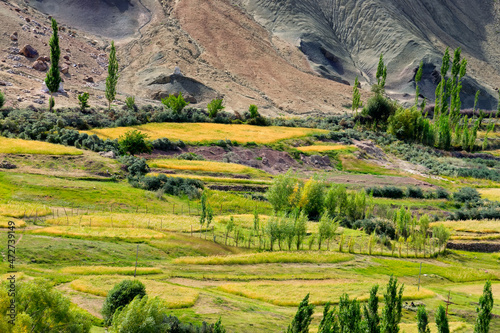 Top view of ladakh landscape, green valley field with barren mountains around, play of light and shadow on agricultural land, Leh, Ladakh, India