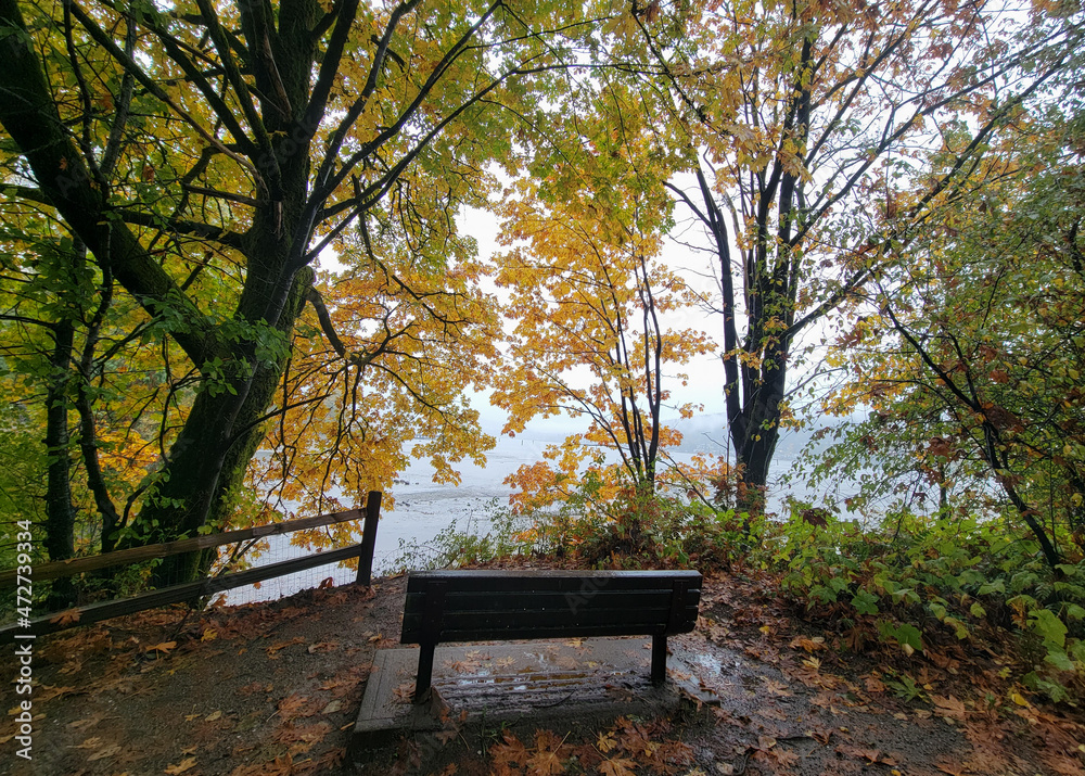 Empty bench and yellow maple trees Empty bench and yellow maple trees