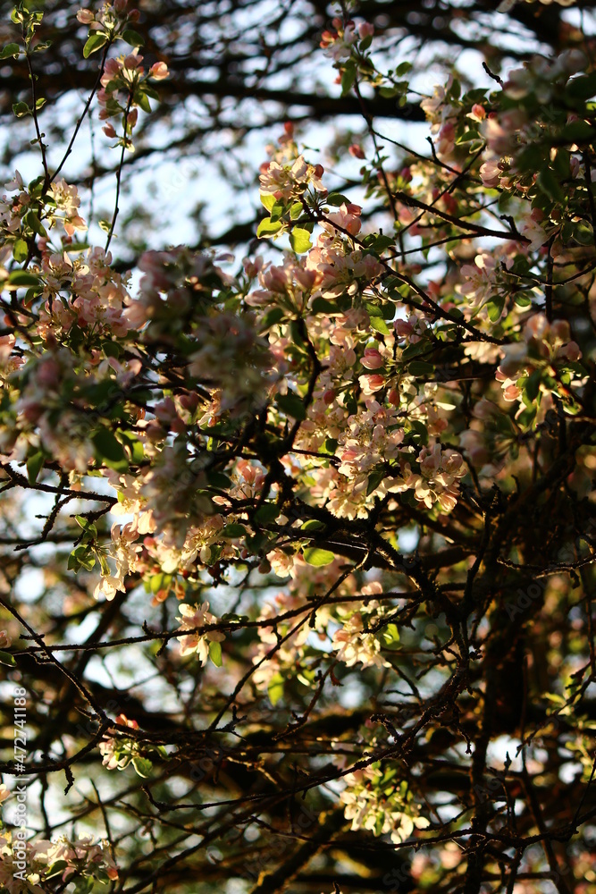 Pinkish flowers of a blooming apple tree in a spring afternoon Pinkish flowers of a blooming apple tree in a spring afternoon