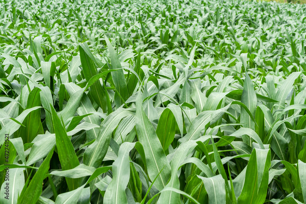 Green corn Field in farm on Minas Gerais State, Brazil Green corn Field in farm on Minas Gerais State, Brazil