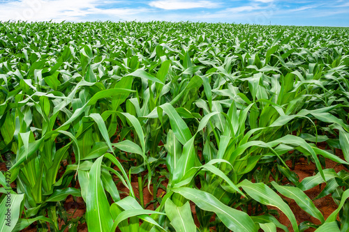 Green corn Field in farm on Minas Gerais State  Brazil