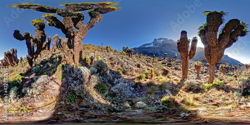 Giant Groundsel in Barranco Valley - Kilimanjaro - TZ photo