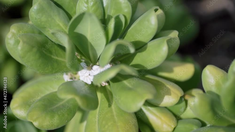 A succulent flower blowing in the wind in Hawaii. A succulent flower blowing in the wind in Hawaii.