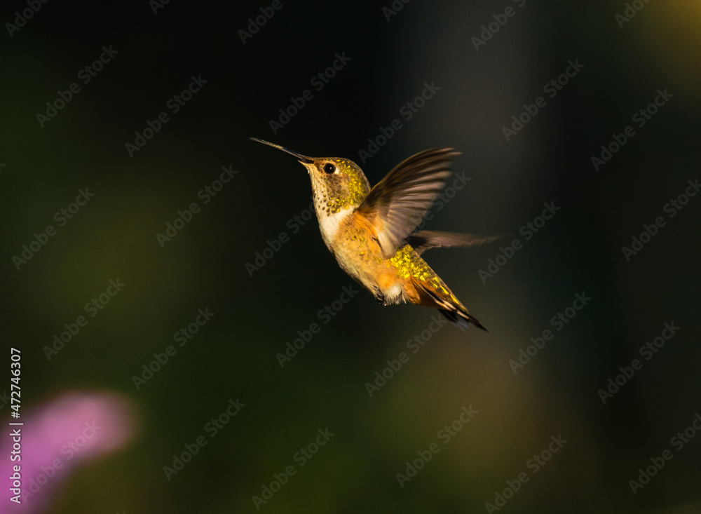 Fototapeta premium a male rufous hummingbird in flight 