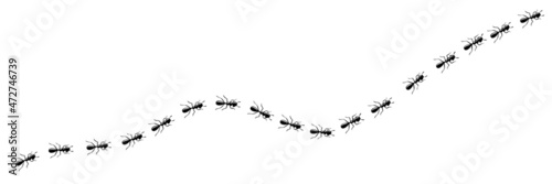 Worker ants trail curve. Ant path isolated in white background. Vector illustration