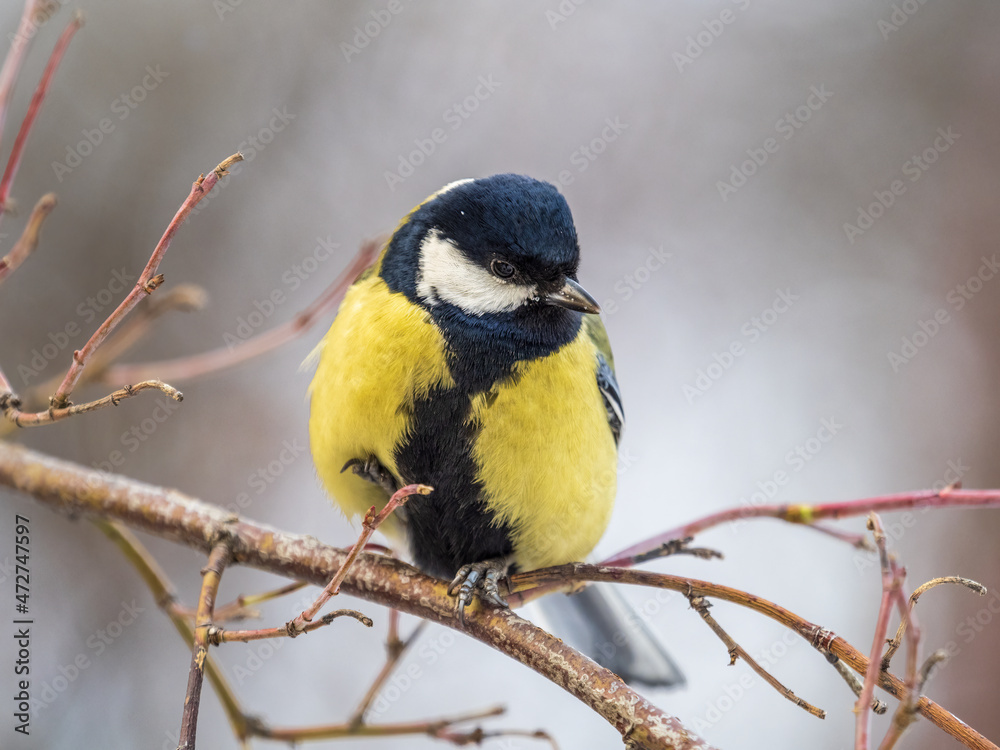 Fototapeta premium Cute bird Great tit, songbird sitting on a branch without leaves in the autumn or winter.