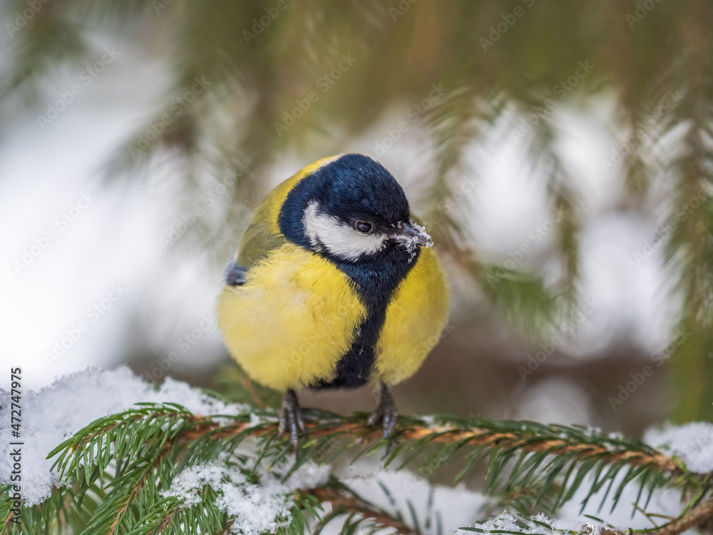 Cute bird Great tit, songbird sitting on the fir branch with snow in winter Cute bird Great tit, songbird sitting on the fir branch with snow in winter