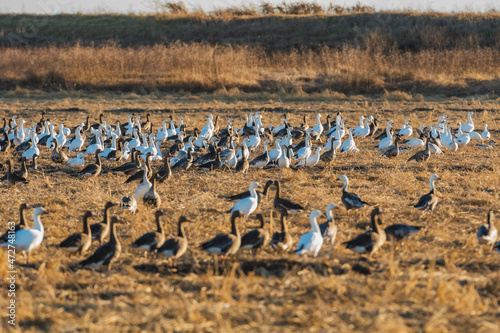 A massive flock of ducks take flight from an empty field in East Arkansas. Multiple hundreds of ducks during their winter migration