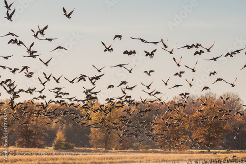 A massive flock of ducks take flight from an empty field in East Arkansas. Multiple hundreds of ducks during their winter migration