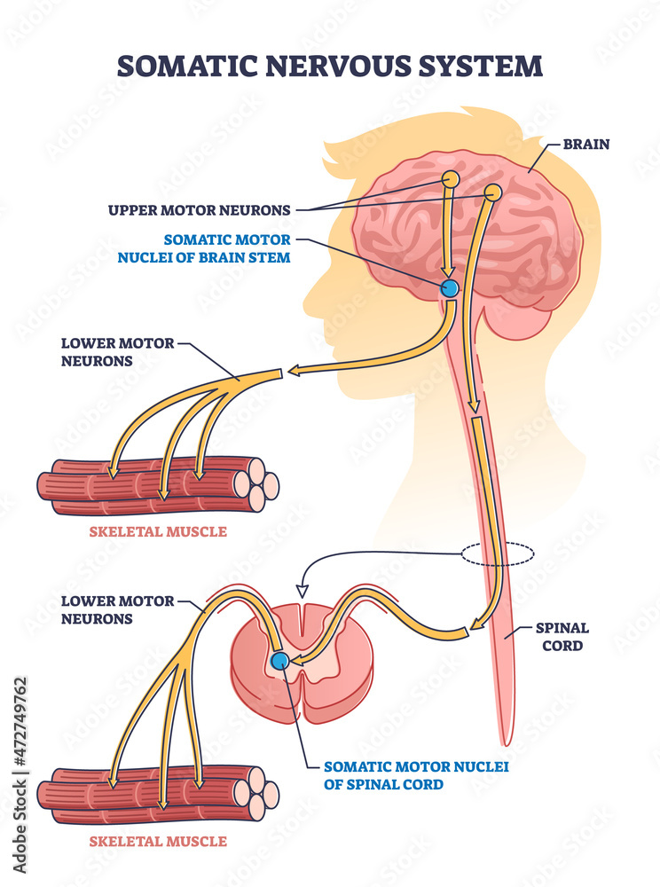 Somatic nervous system with human brain impulse to muscle outline ...