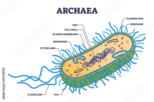 Archaea or archaebacteria detailed anatomical inner structure outline diagram. Labeled educational microbiology organism parts explanation with microscopic prokaryote closeup vector illustration. photo