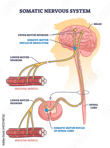 Somatic nervous system with human brain impulse to muscle outline diagram. Labeled educational upper motor neurons and nuclei of brain stem description vector illustration. Voluntary or peripheral SNS