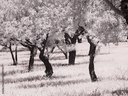 Italy, Sicily, Agrigento. Olive grove on the grounds of ancient Agrigento