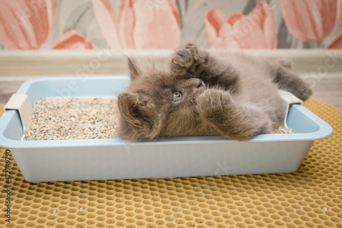 Little cute gray fluffy kitten playing in a blue cat litter box with its paws