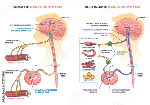 Somatic vs autonomic nervous system division in human brain outline diagram. Labeled educational visceral motor nuclei and upper motor neurons differences in body muscle control vector illustration. photo