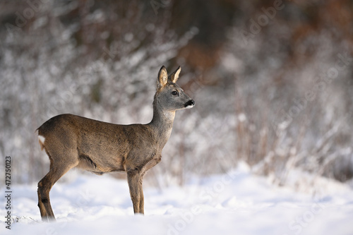 Roe deer ( Capreolus capreolus ) close up