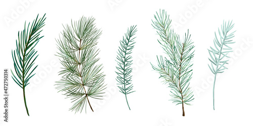 Watercolor winter greenery set,  pine and spruce branches photo