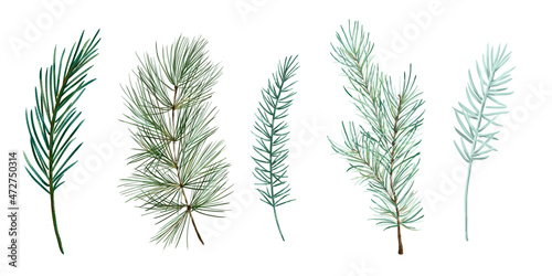 Watercolor winter greenery set,  pine and spruce branches