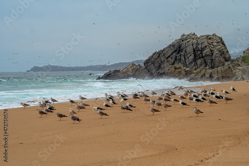 beach sand and sun and many sea birds © Diego