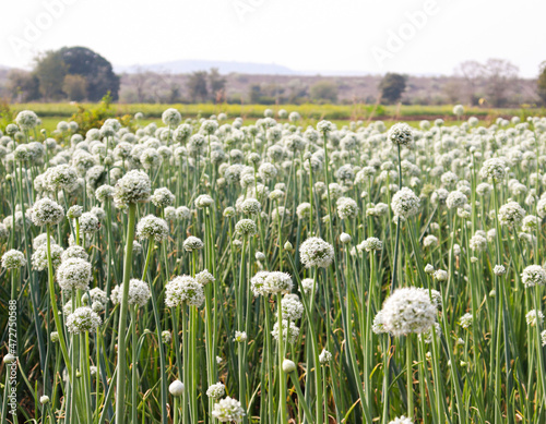field of garlic chives flower and blue sky