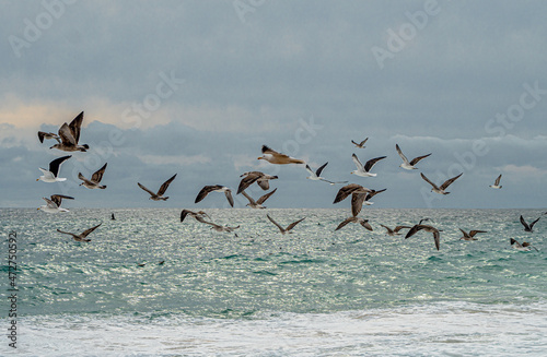 sea sky clouds and water birds flying